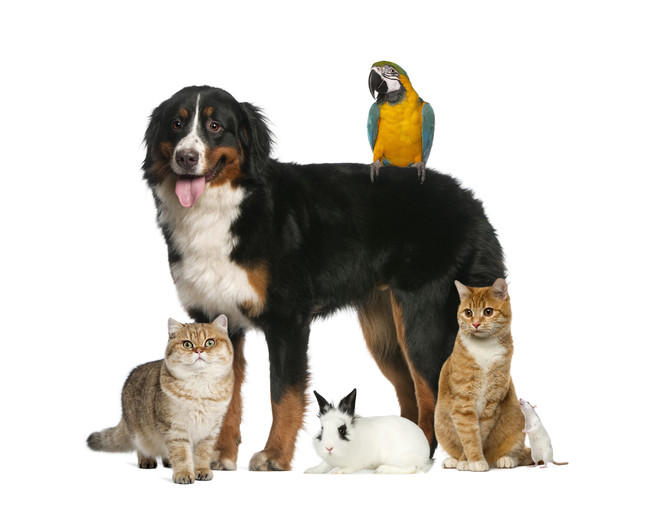アイペット損害保険の保険についてのリリース／人気飼育犬種・猫種ランキング2021を発表！犬・猫ともミックスが、連覇達成！